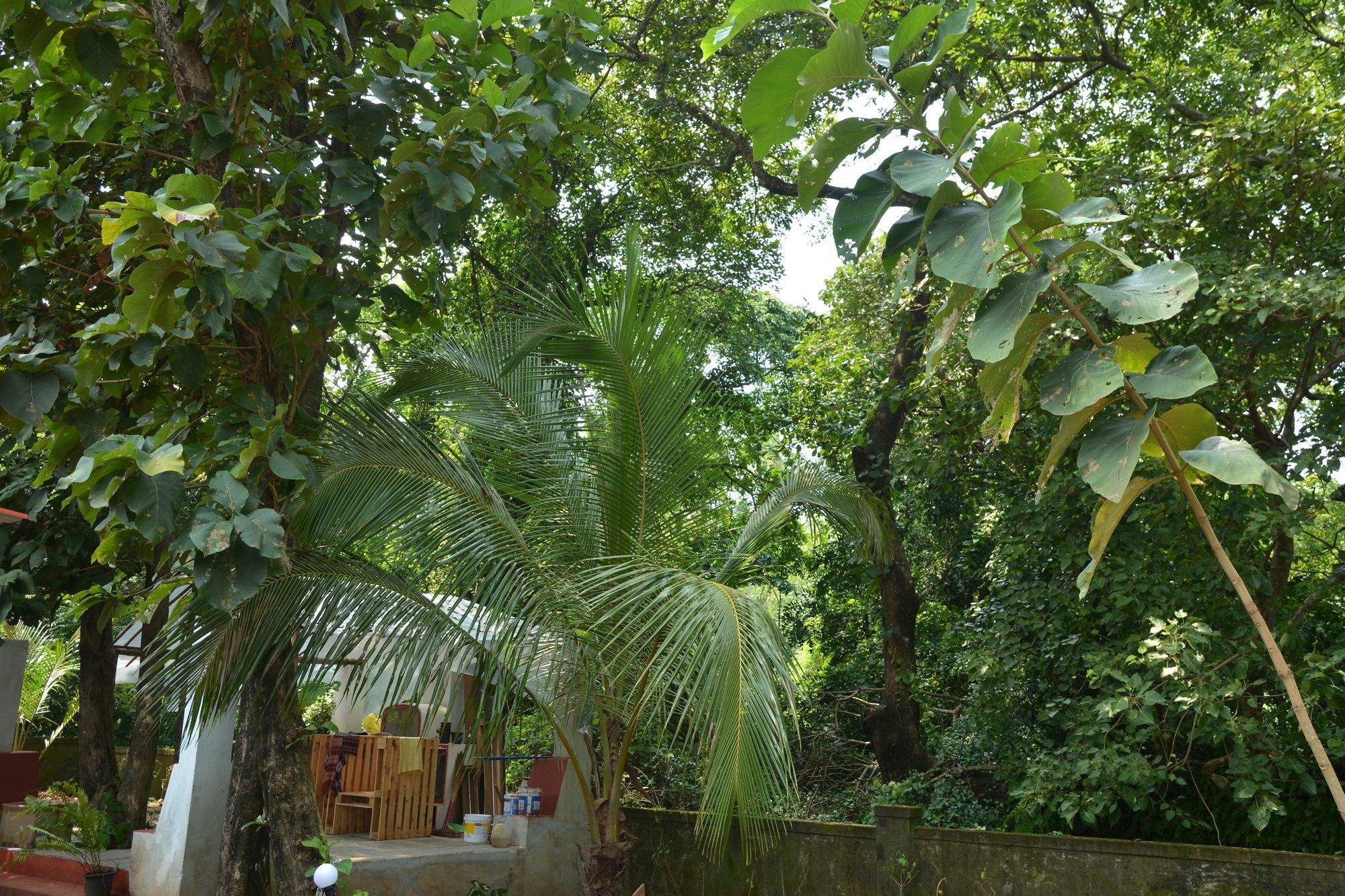 Folklore Hostel Goa Vagator Eksteriør bilde